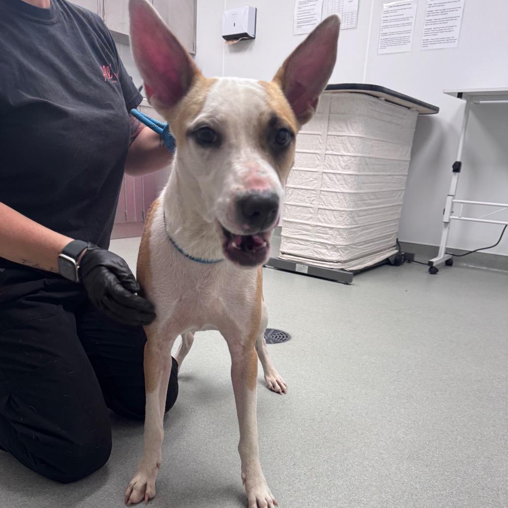 Enlarge Stevie Nicks, a Adoptable mixed breed in Abilene, TX image 1/4