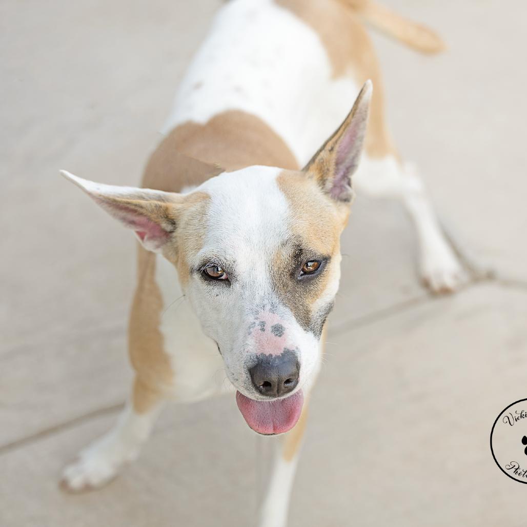 Enlarge Stevie Nicks, a Adoptable mixed breed in Abilene, TX image 2/4