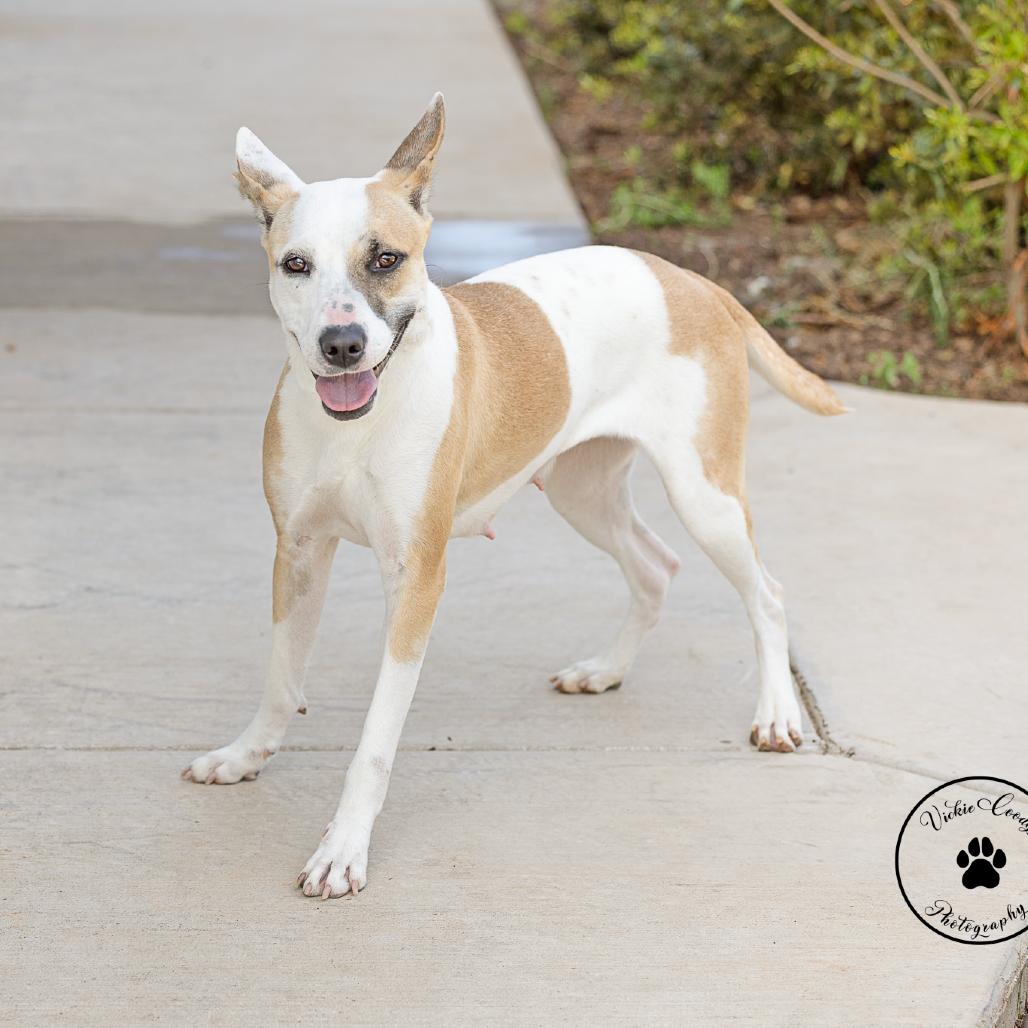 Enlarge Stevie Nicks, a Adoptable mixed breed in Abilene, TX image 3/4