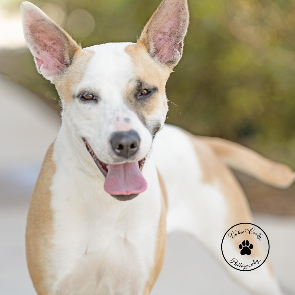 Enlarge Stevie Nicks, a Adoptable mixed breed in Abilene, TX image 4/4
