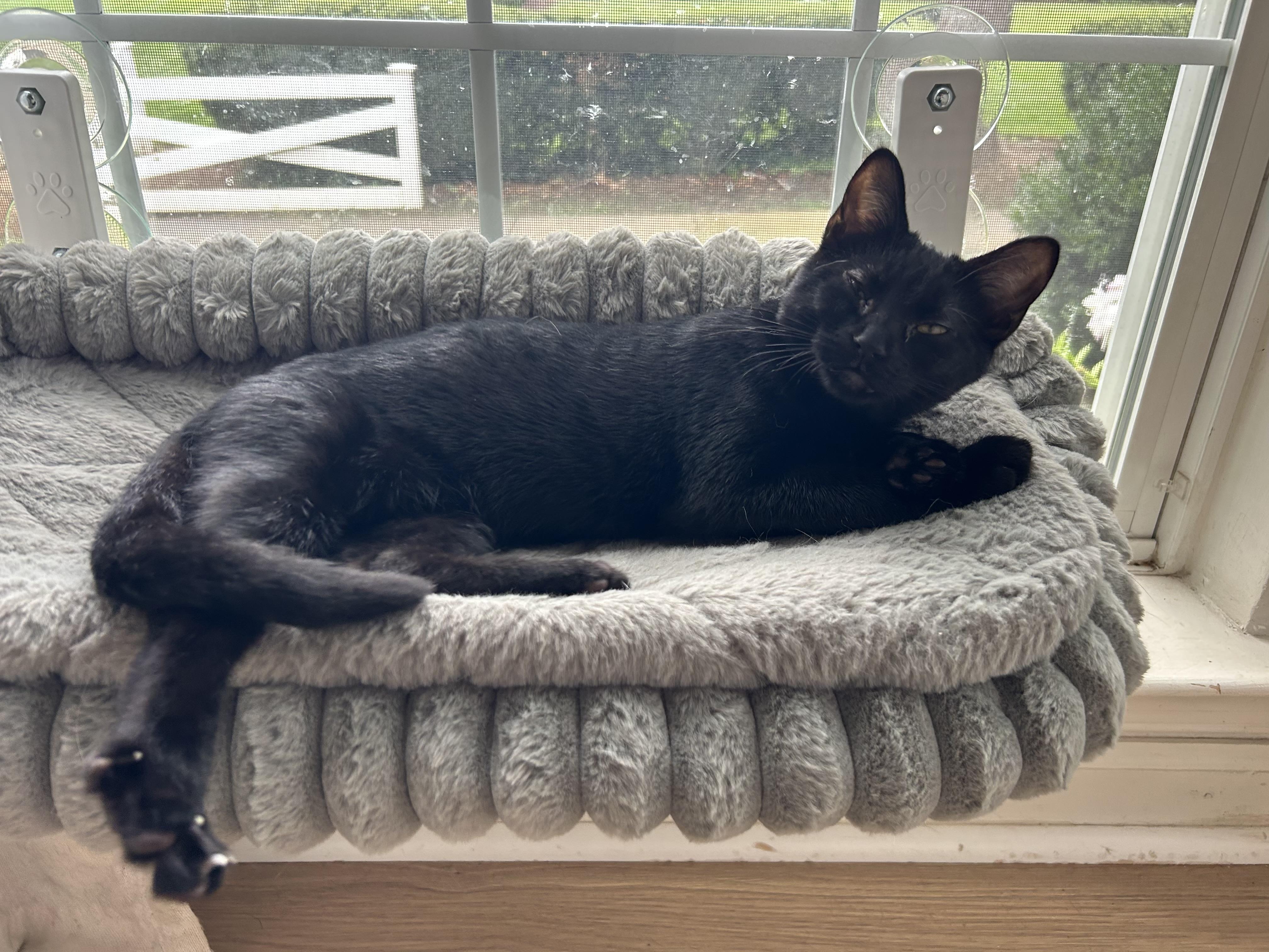 Teddy - ONE OF THE GREY SISTERS WITH FEROCIOUS APPETITE, Adoptable, Young Female Domestic Short Hair.