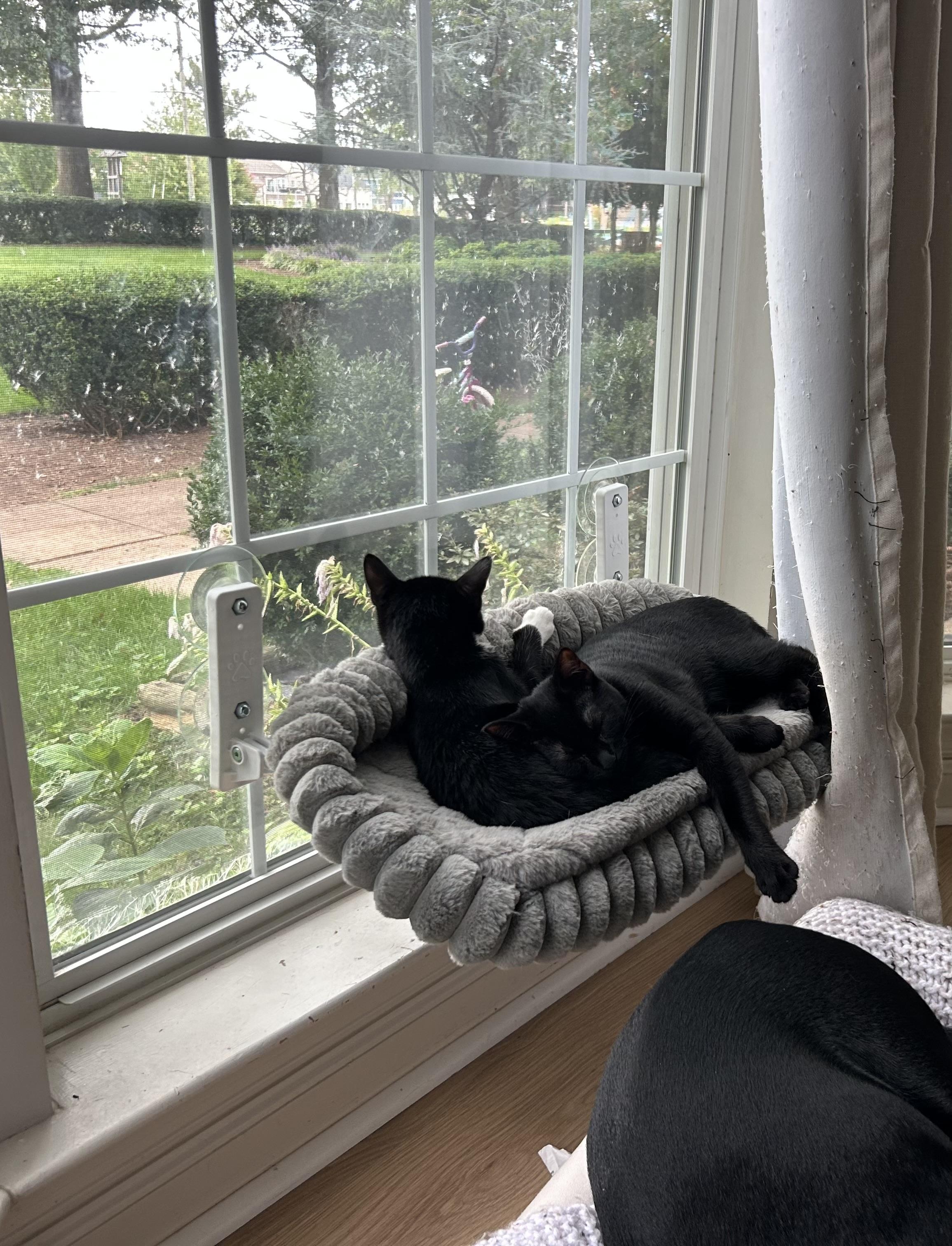 Enlarge Teddy - ONE OF THE GREY SISTERS WITH FEROCIOUS APPETITE, a Adoptable Domestic Short Hair in Bristow, VA image 2/3