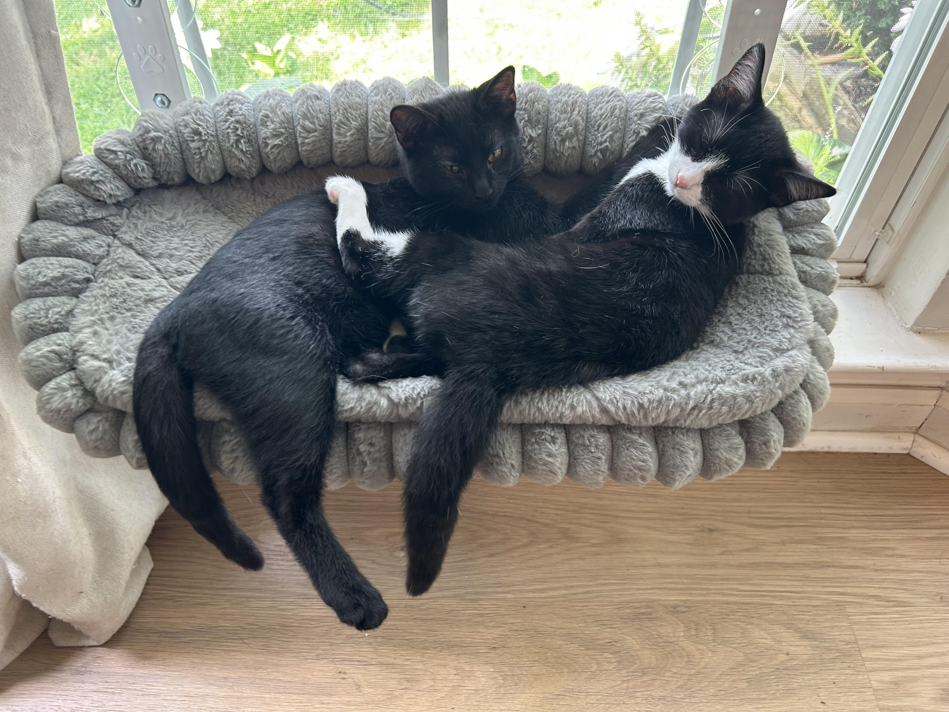Enlarge Teddy - ONE OF THE GREY SISTERS WITH FEROCIOUS APPETITE, a Adoptable Domestic Short Hair in Bristow, VA image 3/3