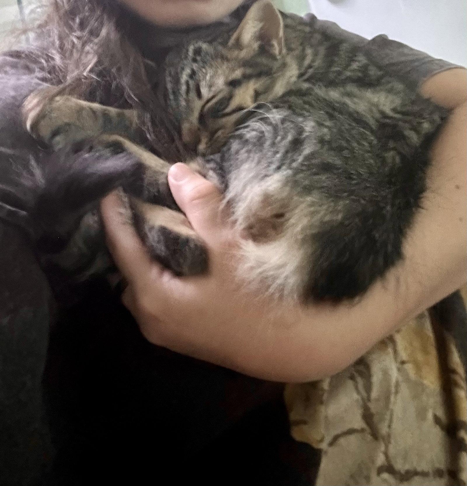 Laffy Taffy, Adoptable, Young Female Domestic Medium Hair.