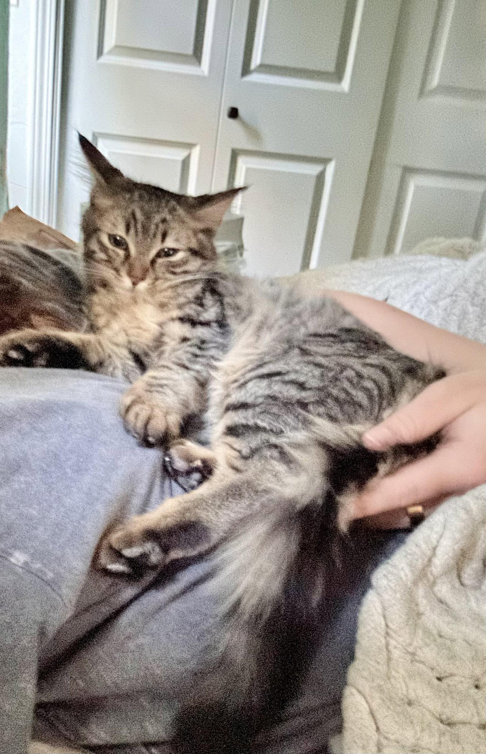 Enlarge Laffy Taffy, a Adoptable Domestic Medium Hair in Davis, CA image 2/3