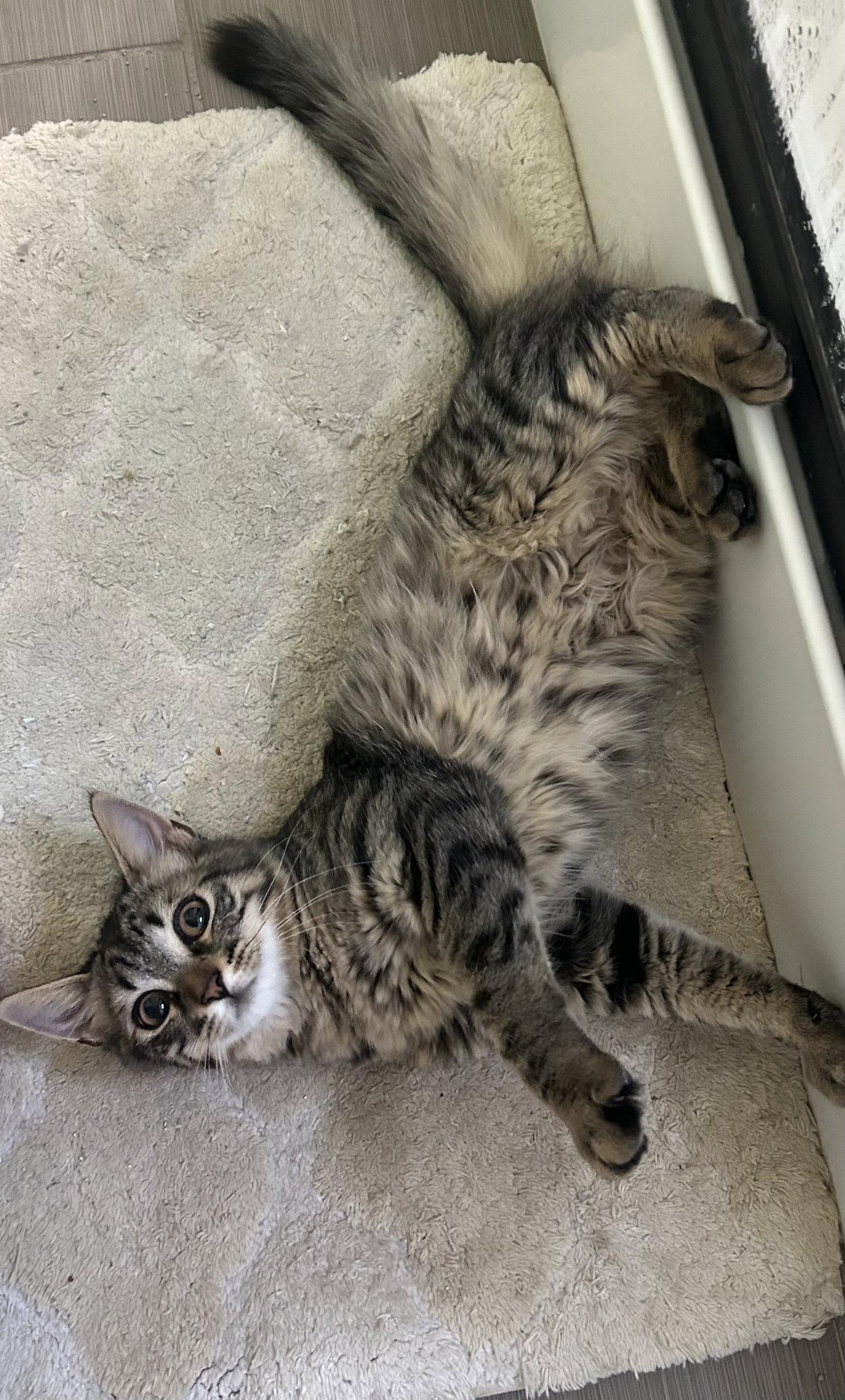 Enlarge Laffy Taffy, a Adoptable Domestic Medium Hair in Davis, CA image 3/3