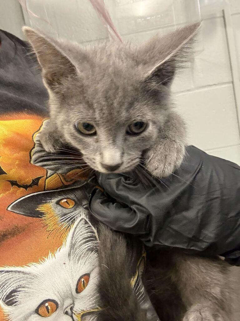 Enlarge Mung, a Adoptable Domestic Short Hair in Cincinnati, OH image 1/1
