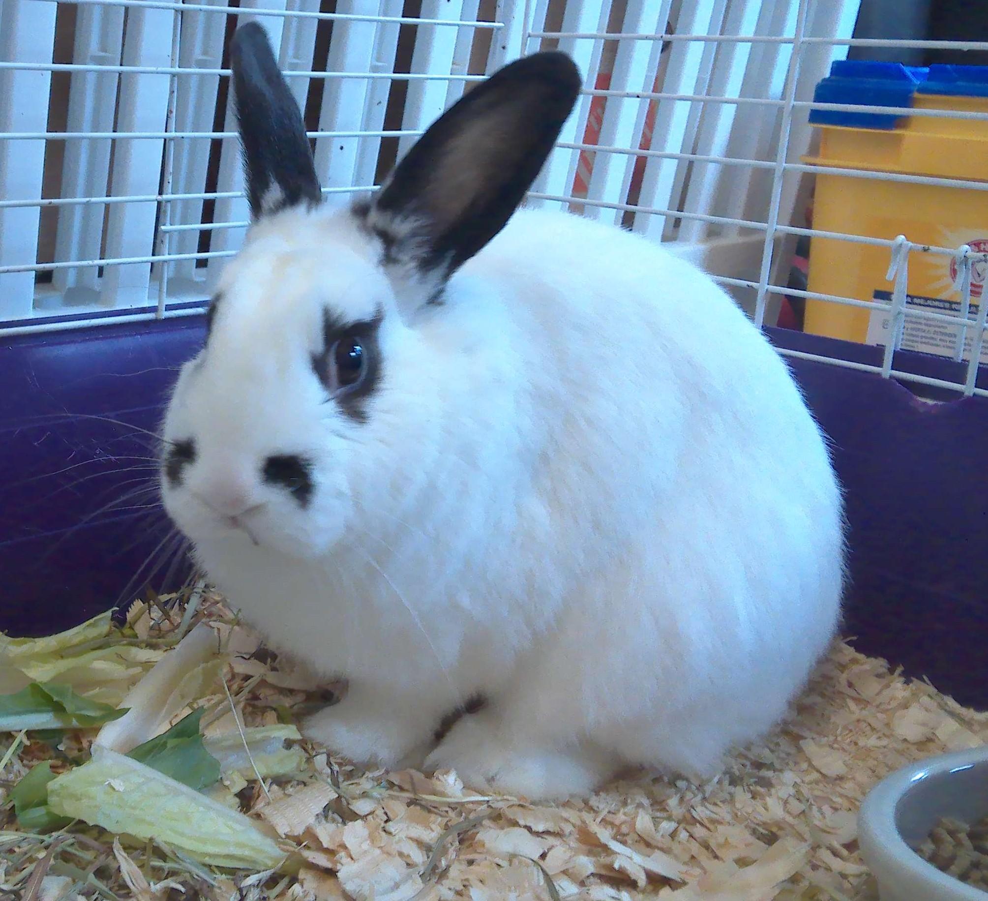 Oreo, ADOPTABLE, Young Male Bunny Rabbit.
