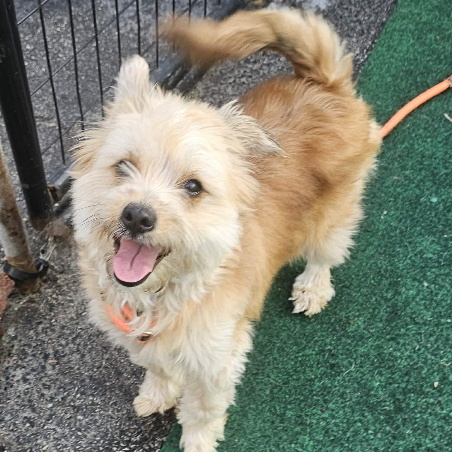 Enlarge Cloud , an adopted mixed breed in Plainfield, IL image 1/1