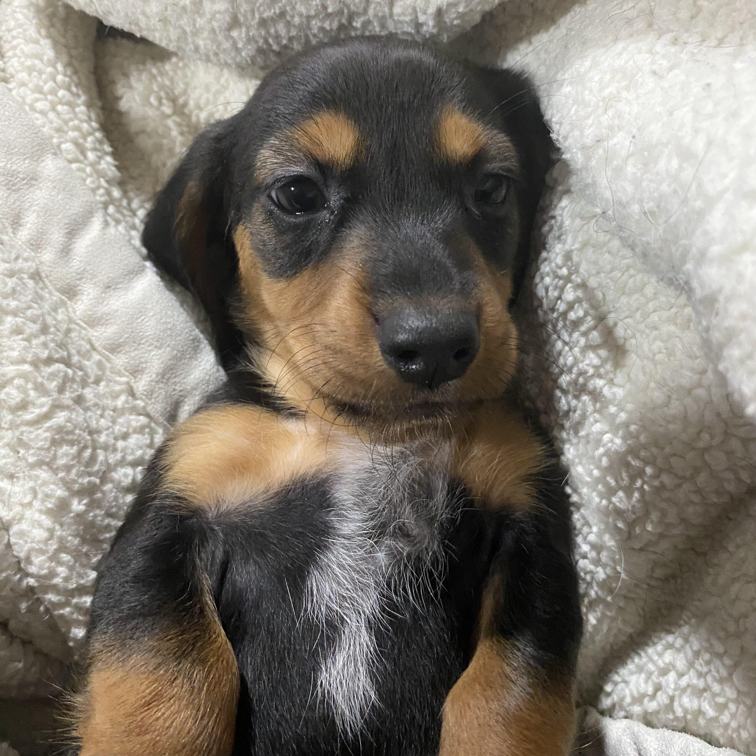 Bubba, Adoptable, Puppy Male Beagle & Mixed Breed.
