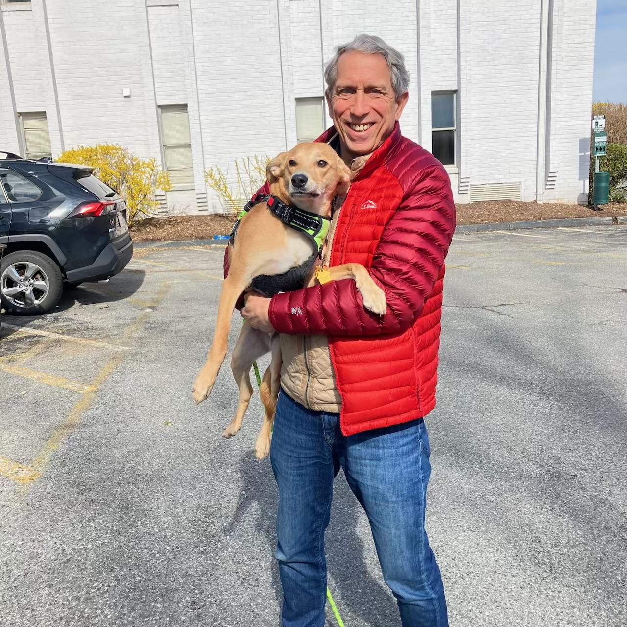 Enlarge Duncan, an adopted Labrador Retriever in POTOMAC, MD image 2/6