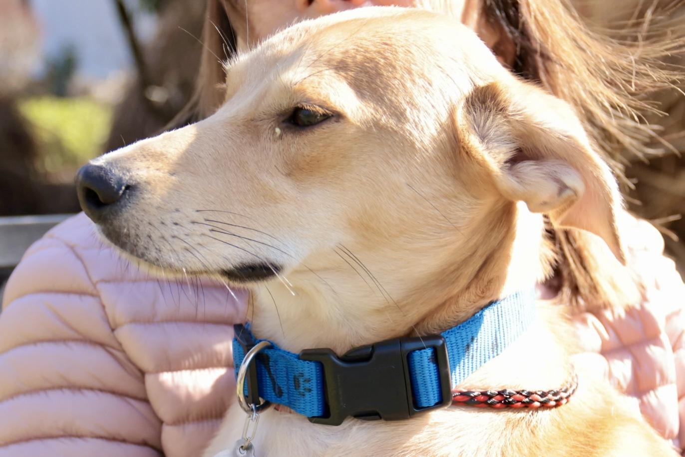 Enlarge Duncan, an adopted Labrador Retriever in POTOMAC, MD image 4/6