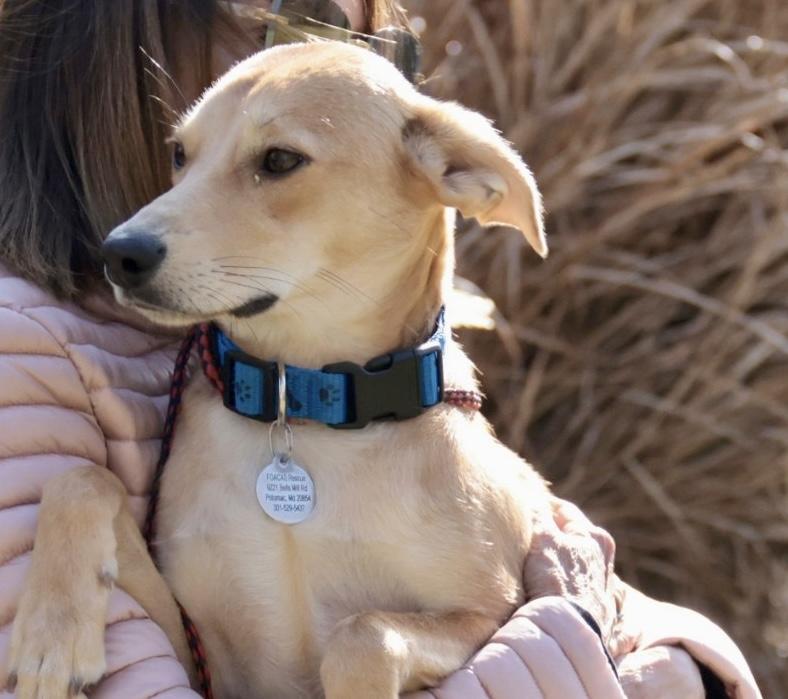 Enlarge Duncan, an adopted Labrador Retriever in POTOMAC, MD image 6/6