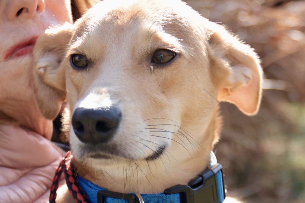 Enlarge Duncan, an adopted Labrador Retriever in POTOMAC, MD image 1/6