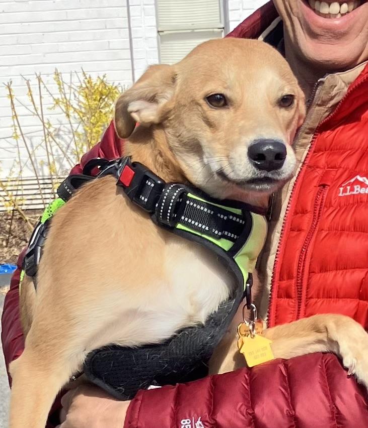 Enlarge Duncan, an adopted Labrador Retriever in POTOMAC, MD image 3/6