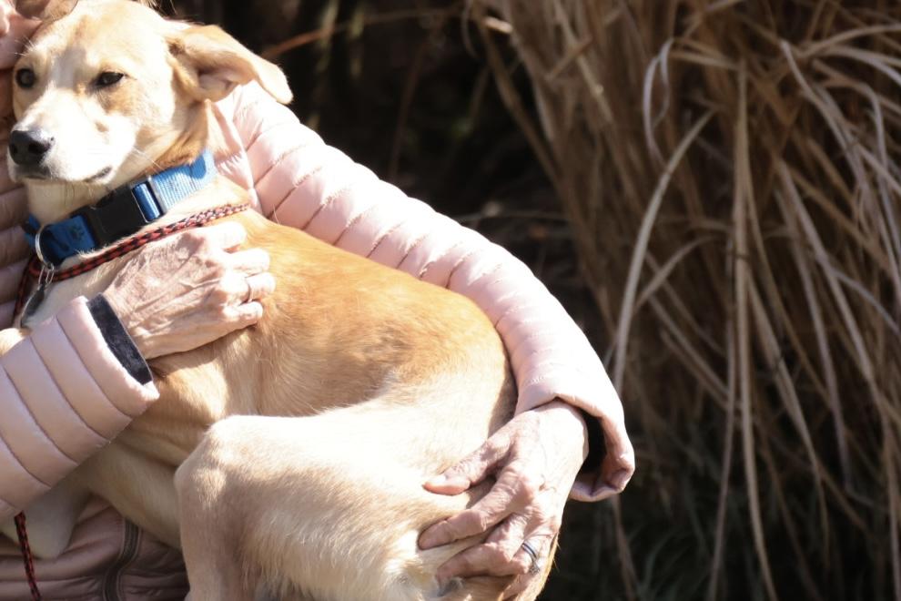 Enlarge Duncan, an adopted Labrador Retriever in POTOMAC, MD image 5/6