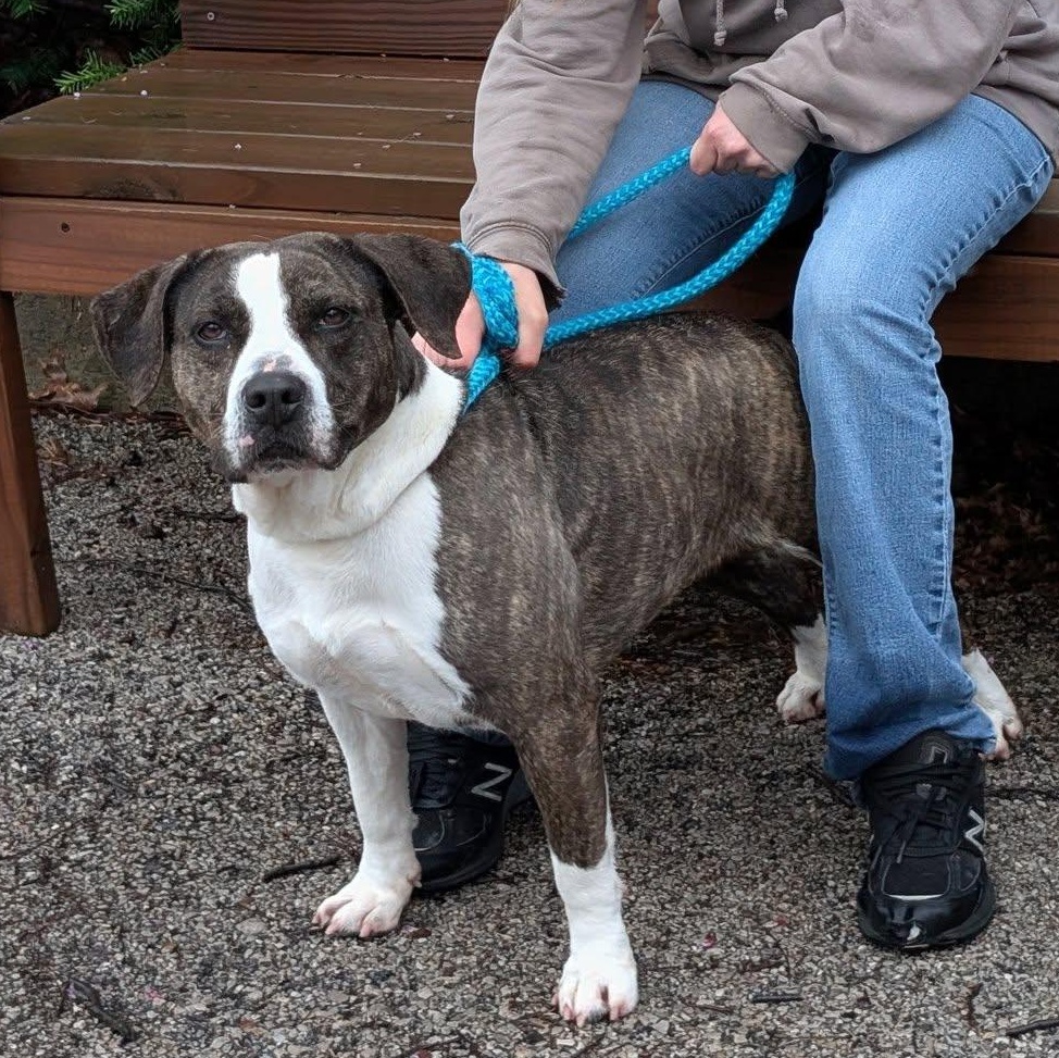 Enlarge Bella, a Adoptable mixed breed in House Springs, MO image 5/5