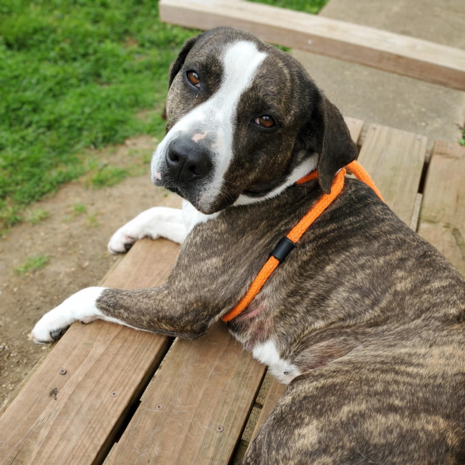 Enlarge Bella, a Adoptable mixed breed in House Springs, MO image 1/5