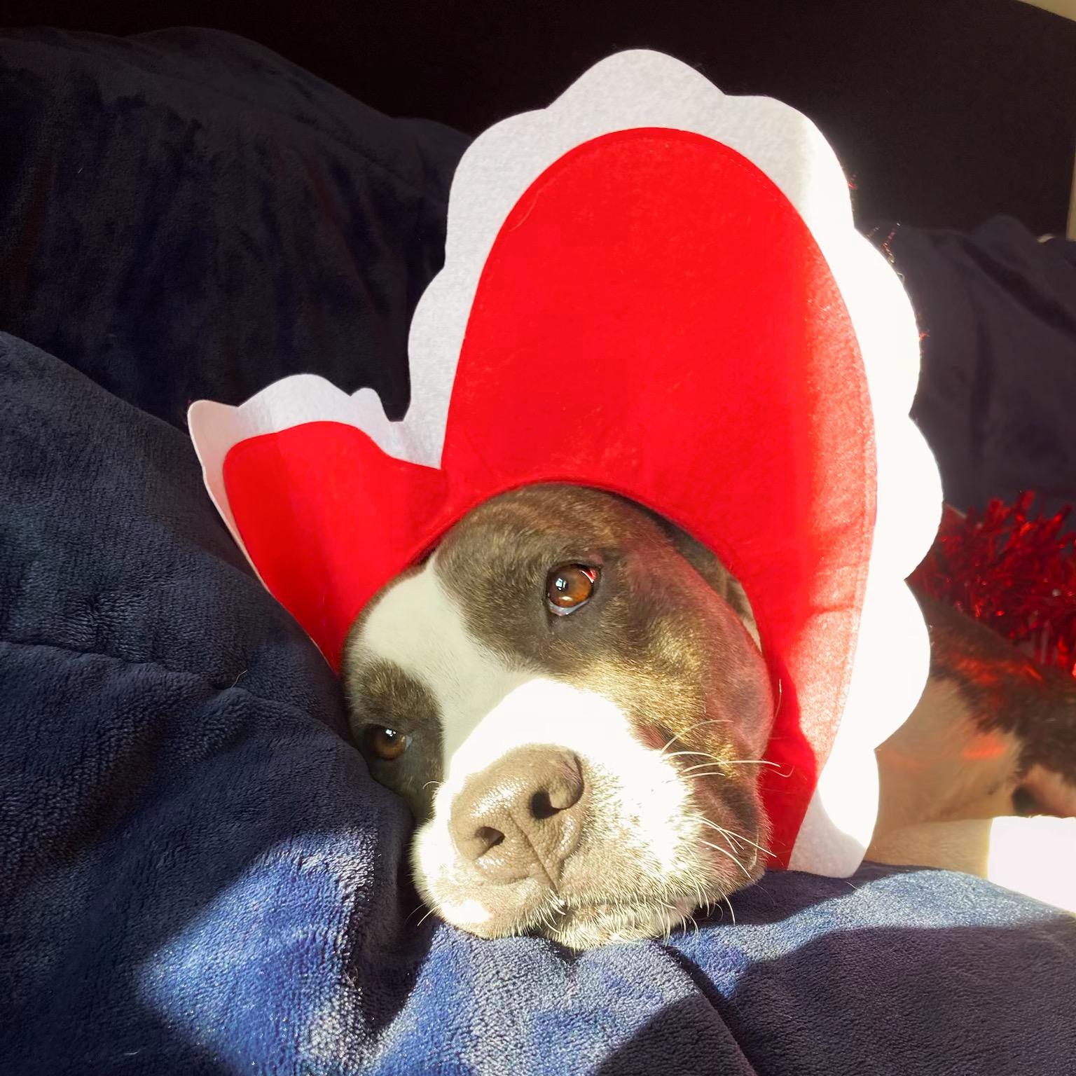 Enlarge Bella, a Adoptable mixed breed in House Springs, MO image 3/5