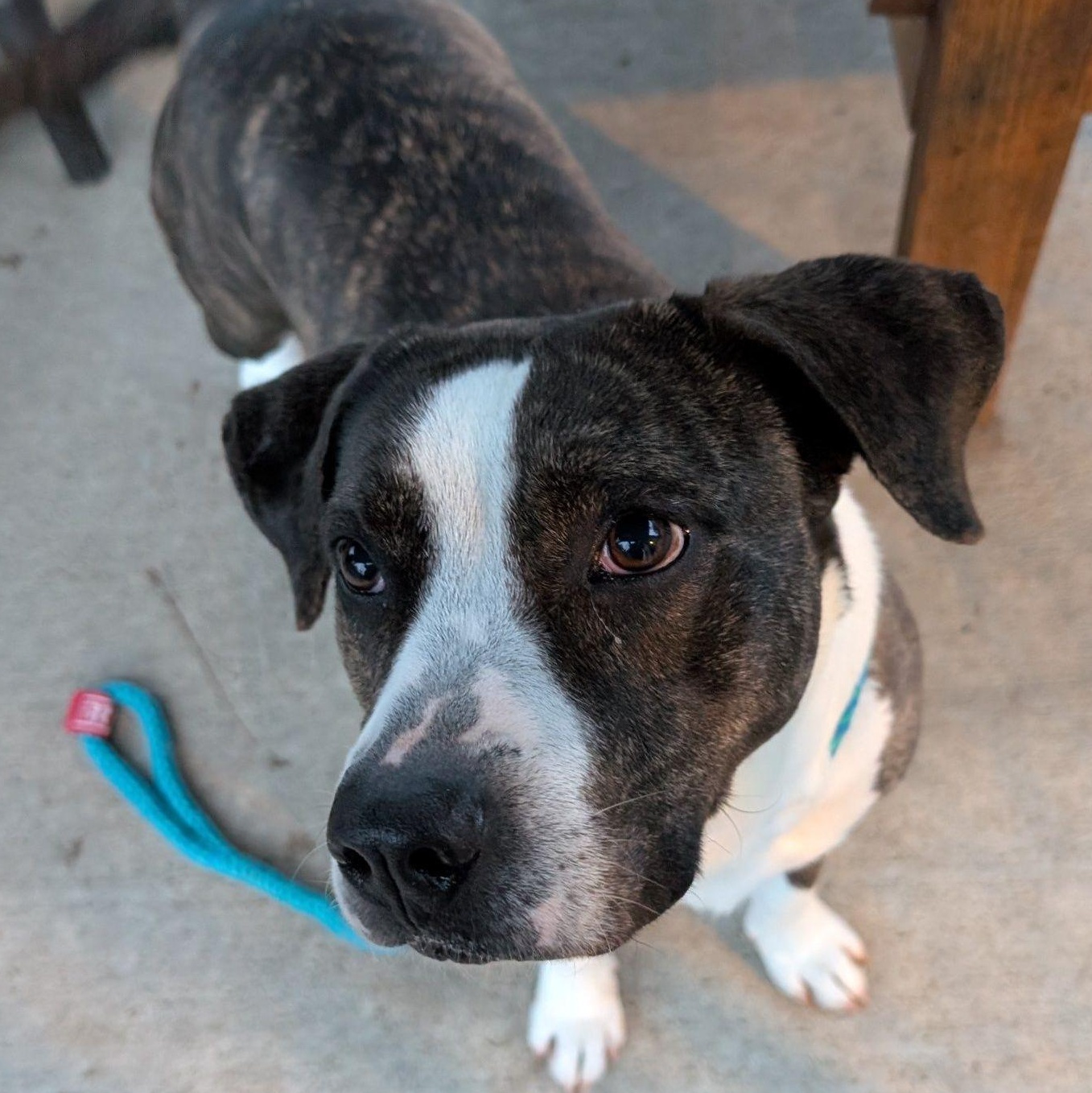 Enlarge Bella, a Adoptable mixed breed in House Springs, MO image 2/5