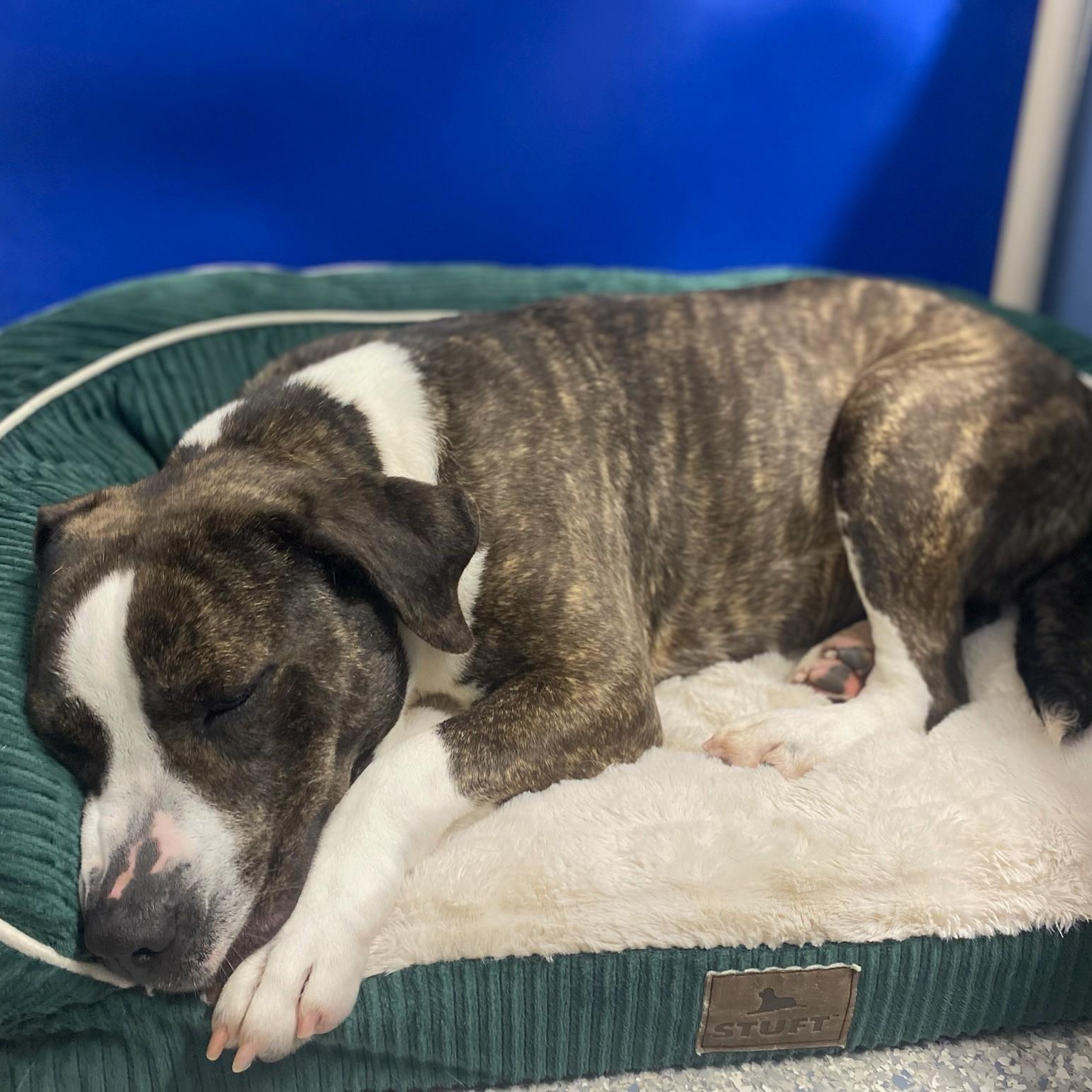 Enlarge Bella, a Adoptable mixed breed in House Springs, MO image 4/5