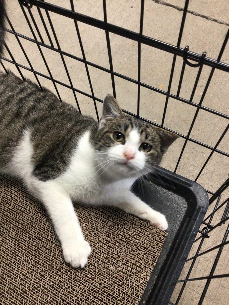 Tato, Adoptable, Young Male Domestic Short Hair.