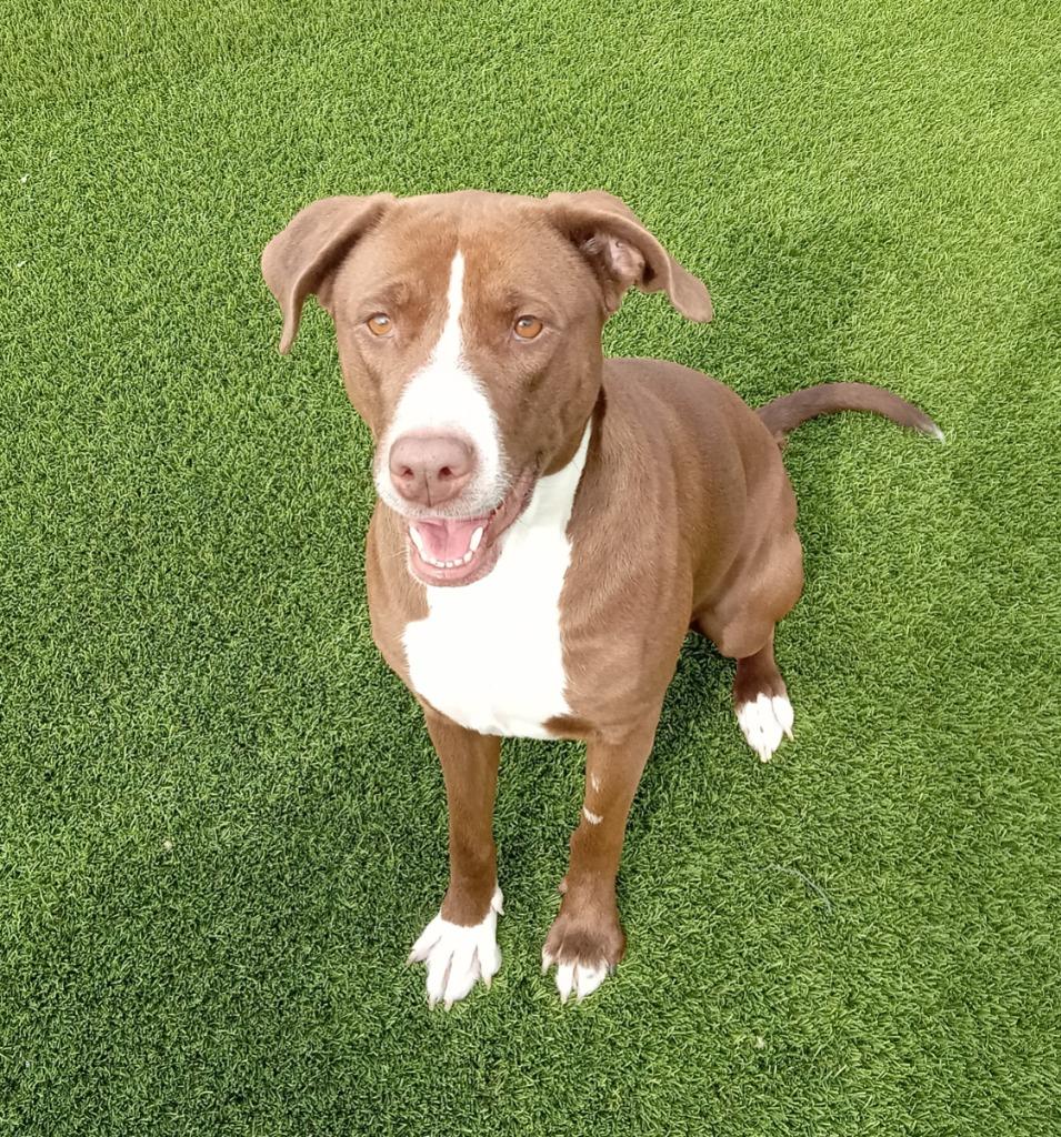 Star, Adoptable, Adult Female Mixed Breed.