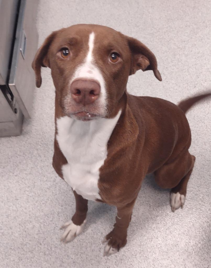 Star, a Adoptable Mixed Breed in Frankfort, KY image 2/3