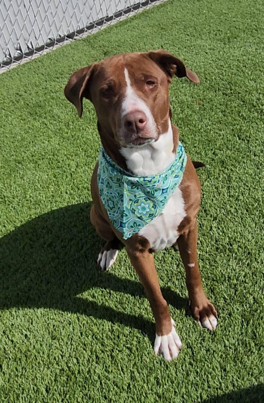 Star, a Adoptable Mixed Breed in Frankfort, KY image 3/3