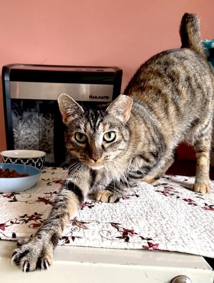 Enlarge LEXY, a Adoptable mixed breed in Fernandina Beach, FL image 2/4