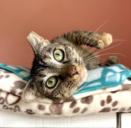 LEXY, Adoptable, Young Female Domestic Short Hair.