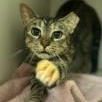 Enlarge LEXY, a Adoptable mixed breed in Fernandina Beach, FL image 3/4