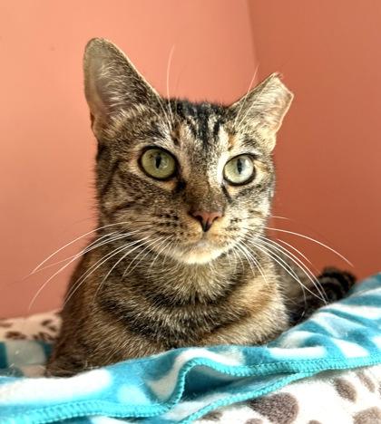 Enlarge LEXY, a Adoptable mixed breed in Fernandina Beach, FL image 4/4