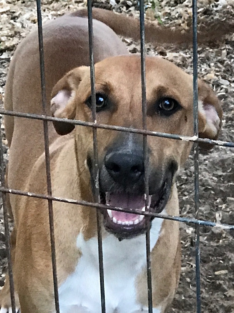 Marco, a Adoptable mixed breed in Roanoke, VA image 4/4