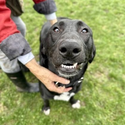 Benson, ADOPTABLE, Adult Male Black Labrador Retriever.