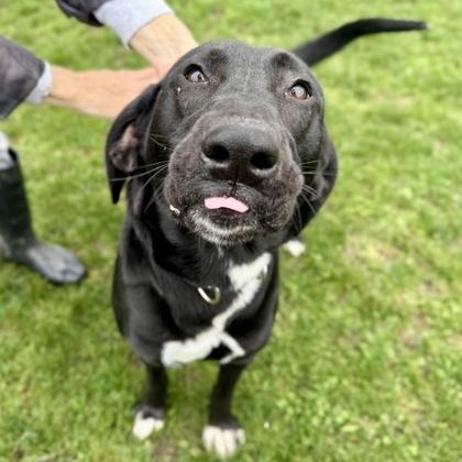 Enlarge Benson, a ADOPTABLE mixed breed in Roseburg, OR image 3/3