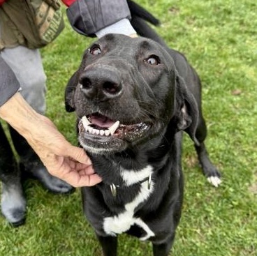 Enlarge Benson, a ADOPTABLE mixed breed in Roseburg, OR image 2/3