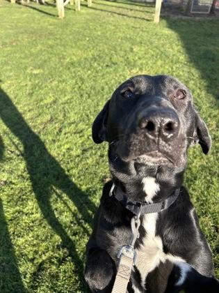 Benson, ADOPTABLE, Adult Male Black Labrador Retriever.