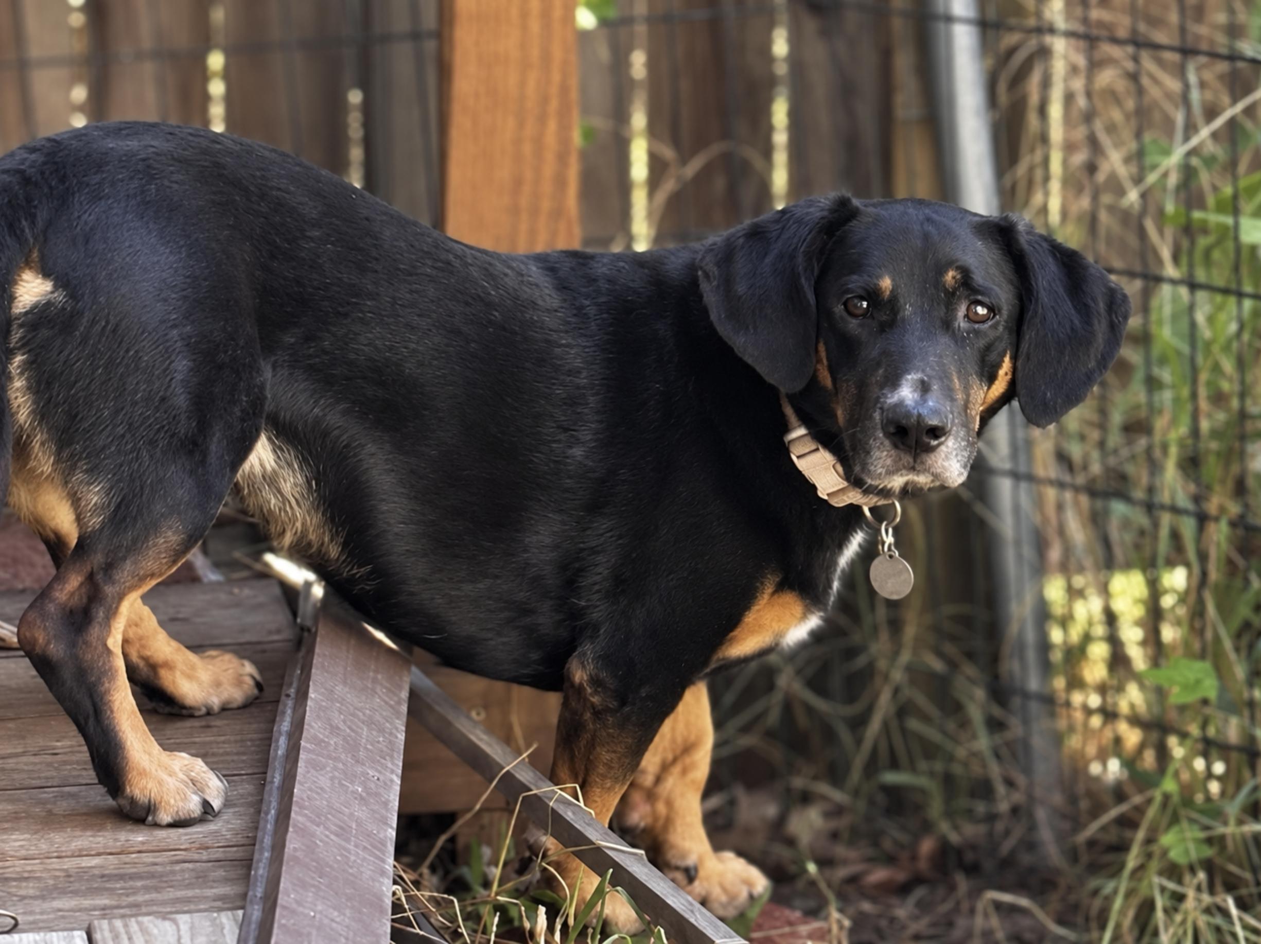 Lowrider Lyla, Adoptable, Adult Female Basset Hound.