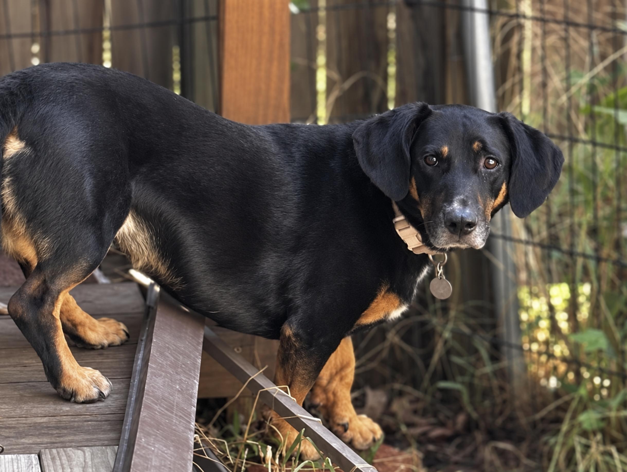 Enlarge Lowrider Lyla, a Adoptable mixed breed in TULSA, OK image 3/5
