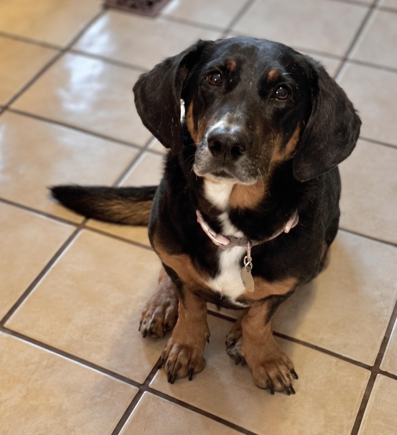 Enlarge Lowrider Lyla, a Adoptable mixed breed in TULSA, OK image 4/5