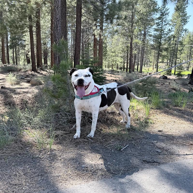 Enlarge Petals, a ADOPTABLE mixed breed in Truckee, CA image 2/4