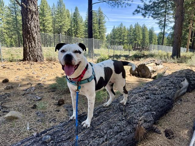 Petals, ADOPTABLE, Adult Female Mixed Breed.