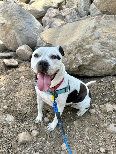 Enlarge Petals, a ADOPTABLE mixed breed in Truckee, CA image 3/4