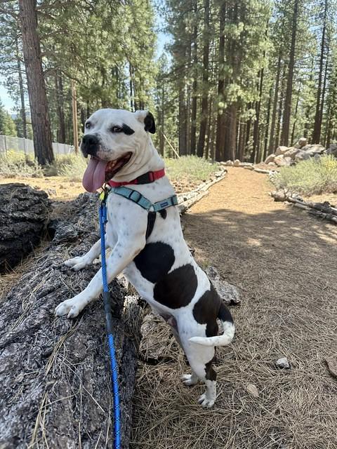 Enlarge Petals, a ADOPTABLE mixed breed in Truckee, CA image 4/4