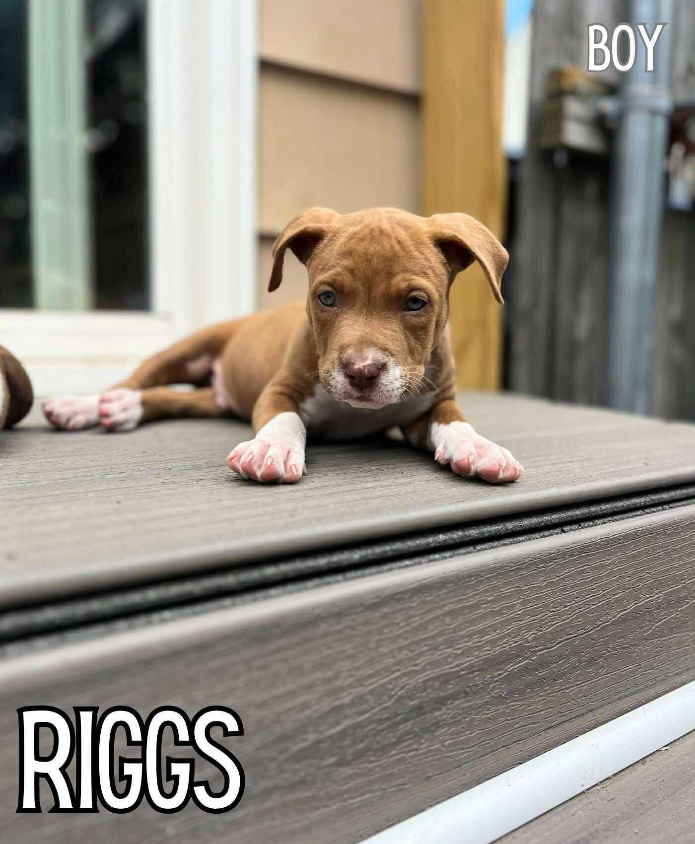 Riggs