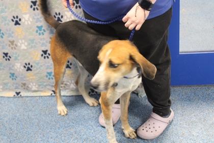 Bentley, Adoptable, Adult Male Hound & Mixed Breed.