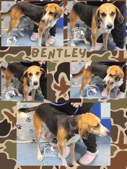 Enlarge Bentley, a Adoptable mixed breed in Kenansville, NC image 2/3
