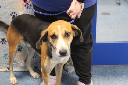 Enlarge Bentley, a Adoptable mixed breed in Kenansville, NC image 3/3