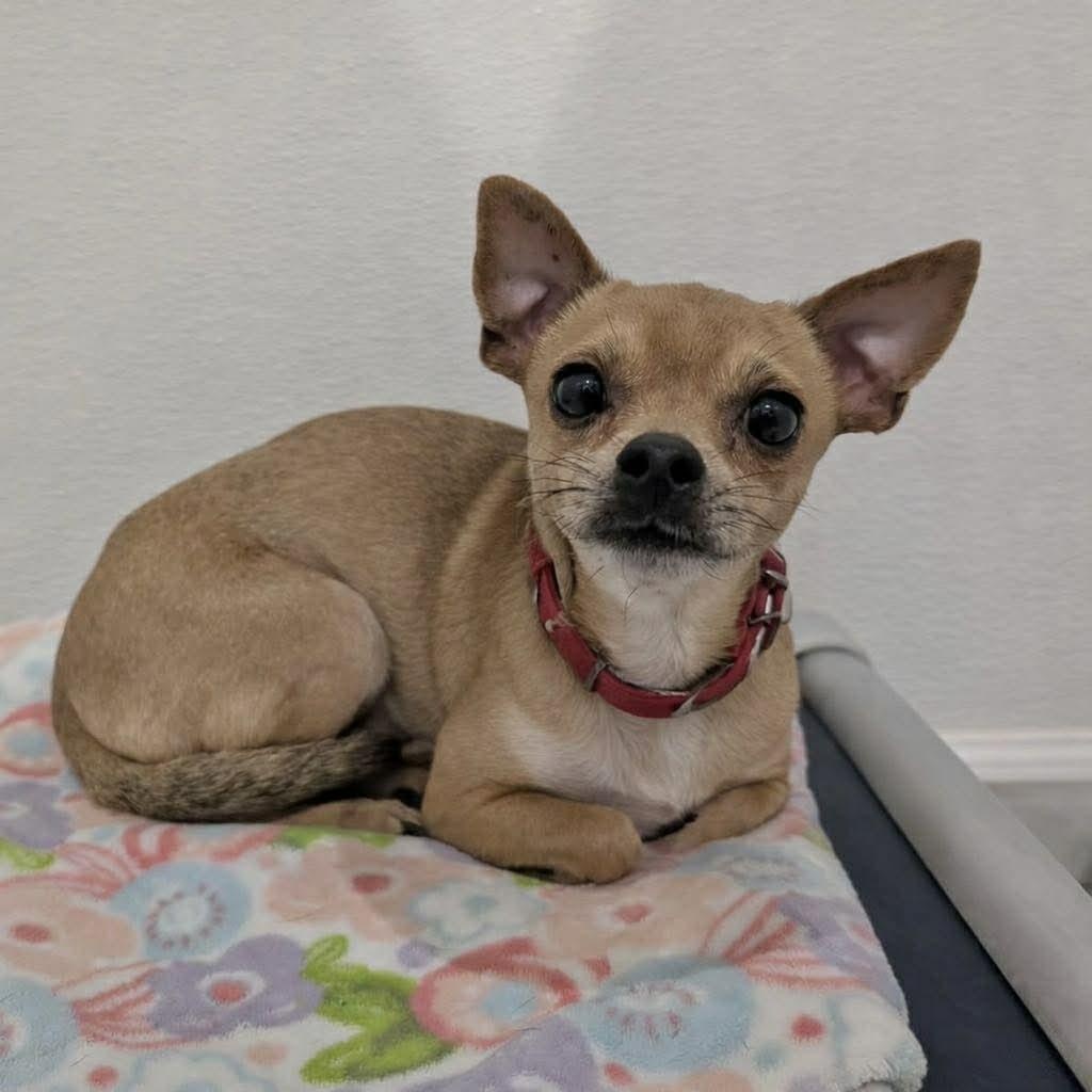 Enlarge Dexter, a ADOPTABLE Chihuahua in Boulder, CO image 1/6